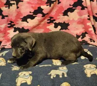 Filly (Lilac Color), a female Border Collie for sale in Cape Girardeau, MO – 9 of 9