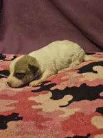 Charlie, a male Chihuahua for sale in Cape Girardeau, MO – 10 of 10
