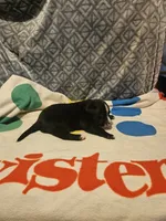 Girly, a female Border Collie for sale in Cape Girardeau, MO – 2 of 10