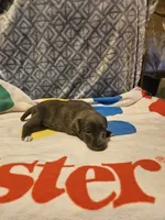 Filly "Lilac:, a female Border Collie for sale in Cape Girardeau, MO – 7 of 10