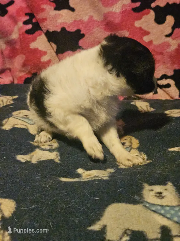 Price (Call-Text) – Rat Terrier, Chihuahua puppy for sale in Cape Girardeau, MO
