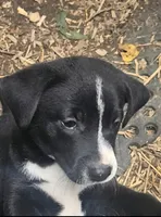 Girly (Call-Text), a female Border Collie for sale in Cape Girardeau, MO – 3 of 10