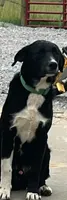 Ice, a male Border Collie for sale in Cape Girardeau, MO – 1 of 5