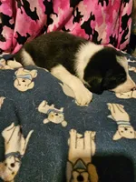 Jay, a male Border Collie for sale in Cape Girardeau, MO – 7 of 10