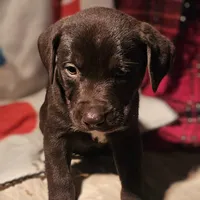Cierra (Call-Text), a female Border Collie for sale in Cape Girardeau, MO – Photo 8 of 10