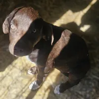 Cierra (Call-Text), a female Border Collie for sale in Cape Girardeau, MO – Photo 2 of 10