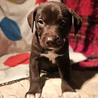 Cierra (Call-Text), a female Border Collie for sale in Cape Girardeau, MO – Photo 10 of 10