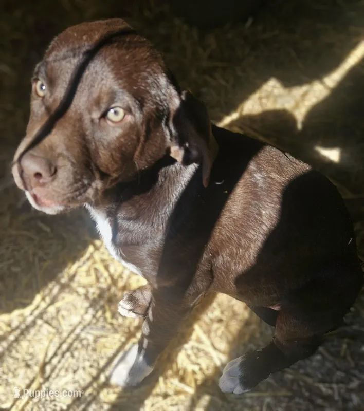 Cierra (Call-Text) – Border Collie puppy for sale in Cape Girardeau, MO