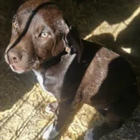 Cierra (Call-Text), a female Border Collie for sale in Cape Girardeau, MO – Photo 1 of 10