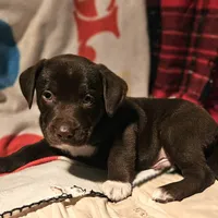 Cierra (Call-Text), a female Border Collie for sale in Cape Girardeau, MO – Photo 5 of 10