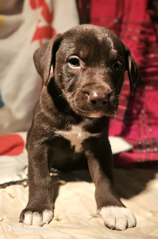 Cierra (Call-Text) – Border Collie puppy for sale in Cape Girardeau, MO