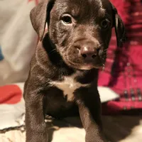 Cierra (Call-Text), a female Border Collie for sale in Cape Girardeau, MO – Photo 4 of 10