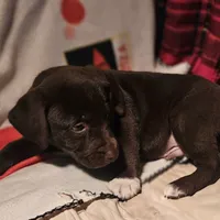 Cierra (Call-Text), a female Border Collie for sale in Cape Girardeau, MO – Photo 7 of 10