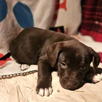 Cierra (Call-Text), a female Border Collie for sale in Cape Girardeau, MO – Photo 9 of 10