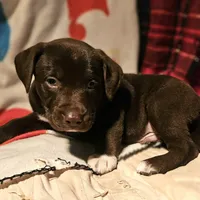 Cierra (Call-Text), a female Border Collie for sale in Cape Girardeau, MO – Photo 6 of 10