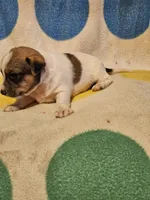 Buddy (T-Cup, Call-Text), a male Chihuahua for sale in Cape Girardeau, MO – 7 of 10