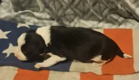 Jay, a male Border Collie for sale in Cape Girardeau, MO – 8 of 10