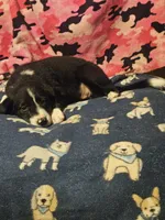 GiGi (Call-Text), a female Border Collie for sale in Cape Girardeau, MO – 6 of 10