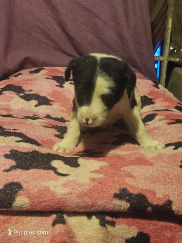 Tia (Call-Text) – Border Collie puppy for sale in Cape Girardeau, MO