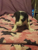 Tia (Call-Text), a female Border Collie for sale in Cape Girardeau, MO – 9 of 10