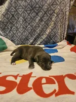 Filly "Lilac:, a female Border Collie for sale in Cape Girardeau, MO – 10 of 10