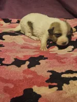 Charlie, a male Chihuahua for sale in Cape Girardeau, MO – 4 of 10