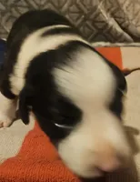 Franney, a female Border Collie for sale in Cape Girardeau, MO – 4 of 10