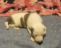 Suzy, a female Border Collie for sale in Cape Girardeau, MO – 4 of 10