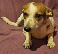 Princess (Trained/Call-Text), a female Chihuahua for sale in Cape Girardeau, MO – 5 of 10