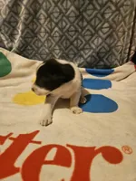 Bo (Perfect Markings), a male Border Collie for sale in Cape Girardeau, MO – 2 of 10