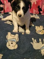 Price (T-Cup), a female Chihuahua for sale in Cape Girardeau, MO – 10 of 10