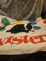 Noddy (T-Cup), a male Chihuahua for sale in Cape Girardeau, MO – 8 of 9