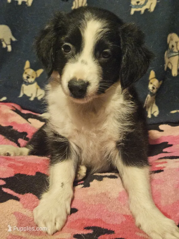 Noddy (T-Cup) – Chihuahua puppy for sale in Cape Girardeau, MO