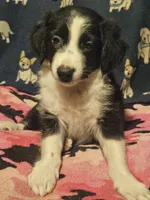 Noddy (Teddy Bear Chihuahua), a male Chihuahua for sale in Cape Girardeau, MO – 3 of 10