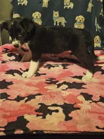 Misty (T-Cup Size), a female Chihuahua for sale in Cape Girardeau, MO – 10 of 10