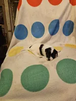 Emma (T-Cup, Call-Text), a female Chihuahua for sale in Cape Girardeau, MO – 10 of 10