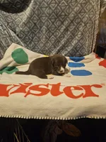 Duke, a male Border Collie for sale in Cape Girardeau, MO – 9 of 10