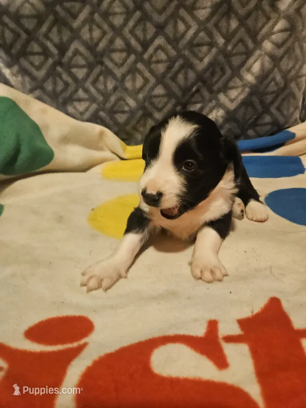 Noddy (T-Cup) – Chihuahua puppy for sale in Cape Girardeau, MO