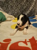 Noddy (T-Cup), a male Chihuahua for sale in Cape Girardeau, MO – 4 of 9