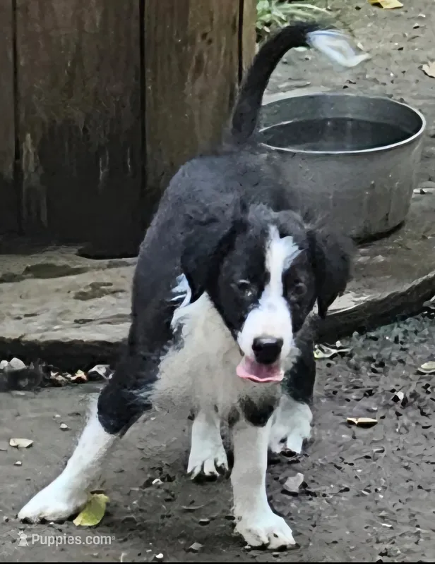Noddy (Call-Text) – Border Collie puppy for sale in Cape Girardeau, MO