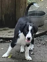 Noddy (Call-Text), a male Border Collie for sale in Cape Girardeau, MO – 1 of 10