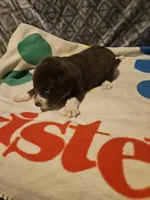 Duke, a male Border Collie for sale in Cape Girardeau, MO – 7 of 10