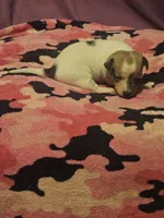Diane, a female Chihuahua for sale in Cape Girardeau, MO – 8 of 10