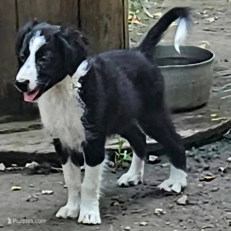 Noddy (Mini; Call-Text) – Border Collie puppy for sale in Cape Girardeau, MO