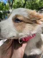 Suzy (Call-Text), a female Border Collie for sale in Cape Girardeau, MO – 4 of 7