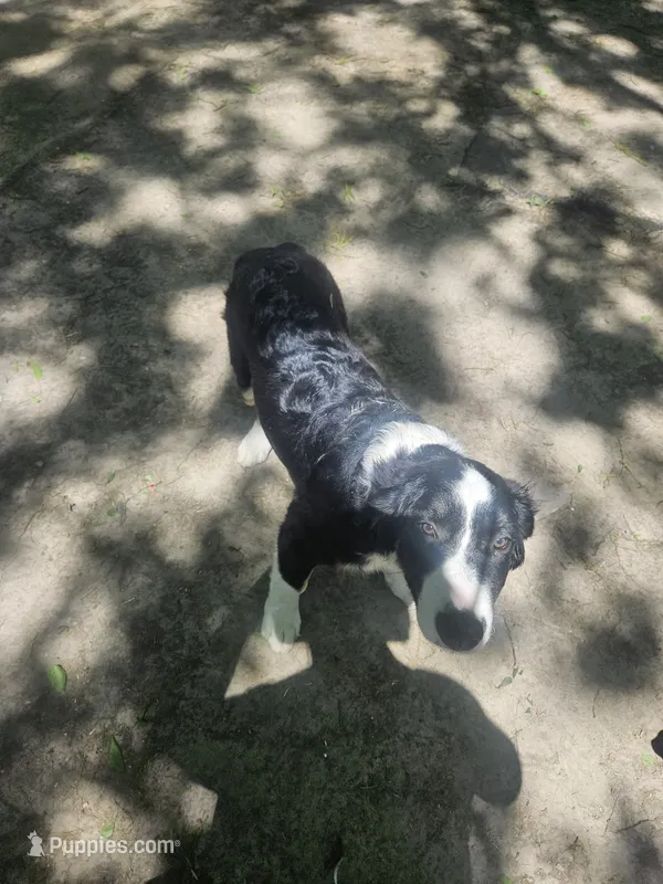 Elfrank (Call-Text) – Border Collie puppy for sale in Cape Girardeau, MO