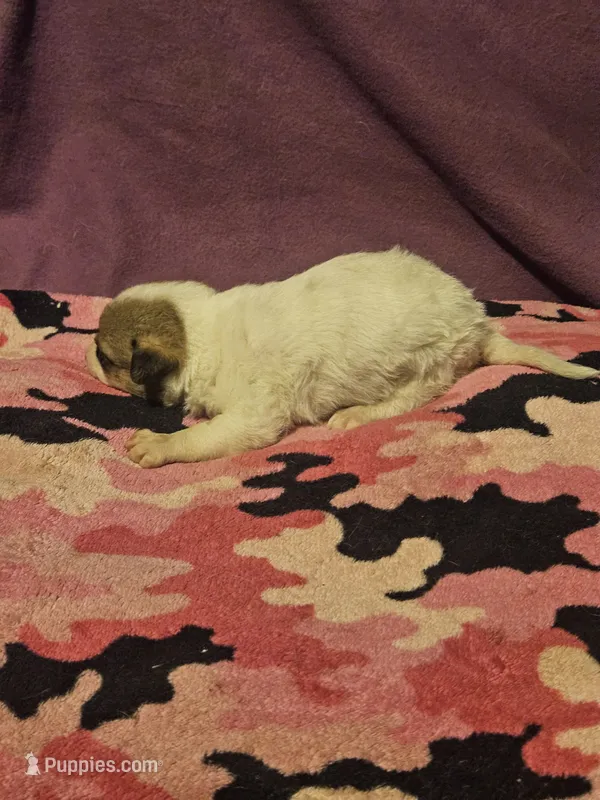 Charlie – Chihuahua puppy for sale in Cape Girardeau, MO