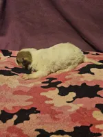 Charlie, a male Chihuahua for sale in Cape Girardeau, MO – 1 of 10