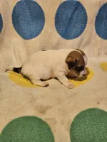 Buddy (T-Cup, Call-Text), a male Chihuahua for sale in Cape Girardeau, MO – 6 of 10