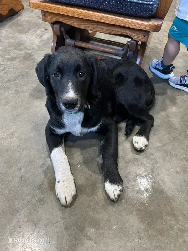 Ice (Call-Text) – Border Collie puppy for sale in Cape Girardeau, MO